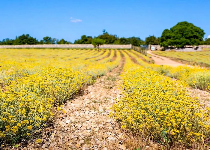 Apartment Zrinka 1 By Interhome